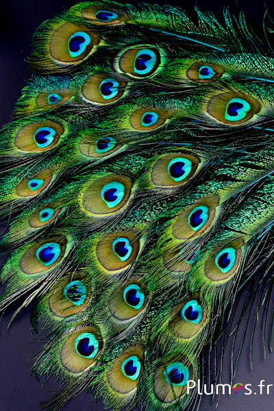 Paon bleu oeil-sabre - 25-35 cm - turquoise